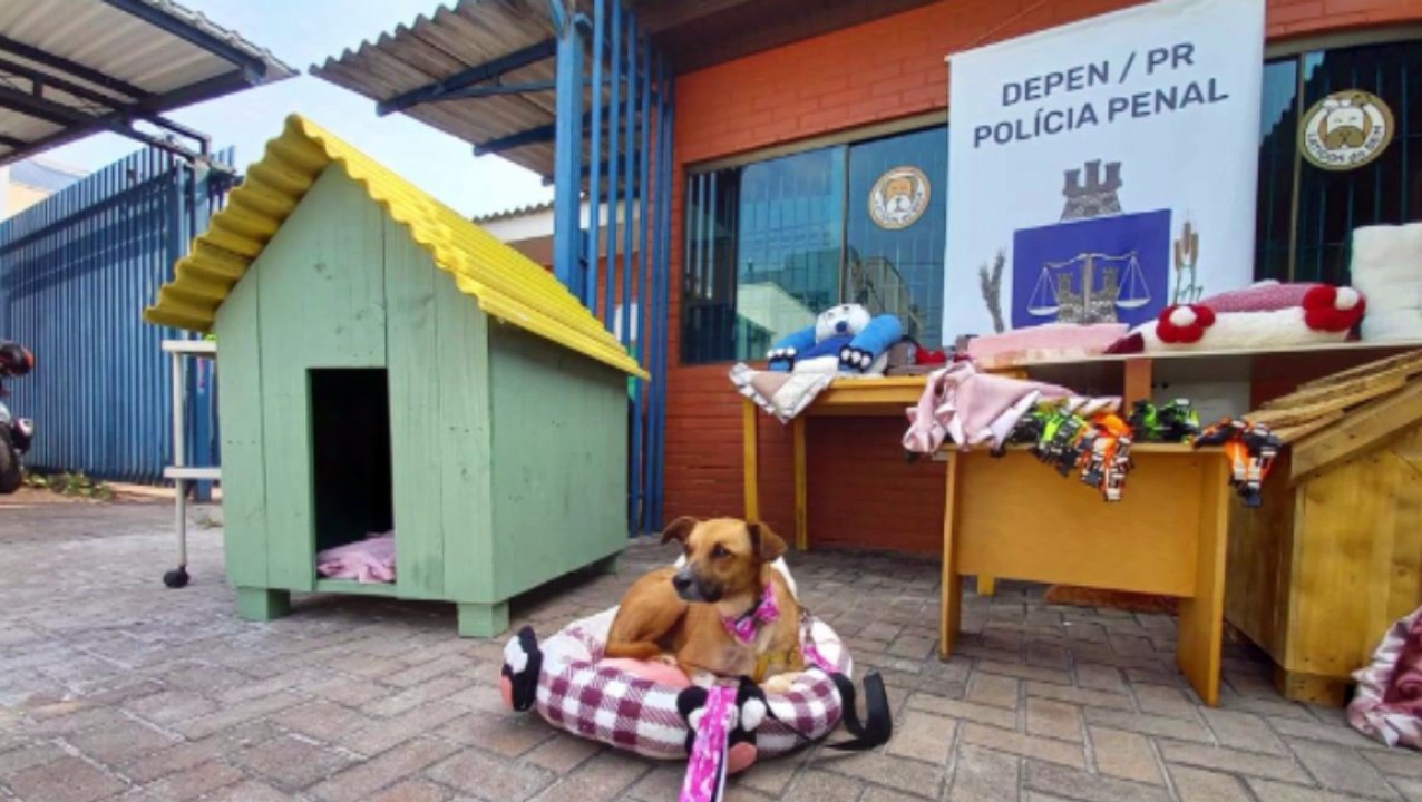 Você lembra da Pipoca? Após levar três tiros ela está recuperada e em busca de uma família