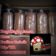 Jual Bibit Jamur Tiram Pekanbaru, wa.  0857 3018 3106, TERBAIK..!!!