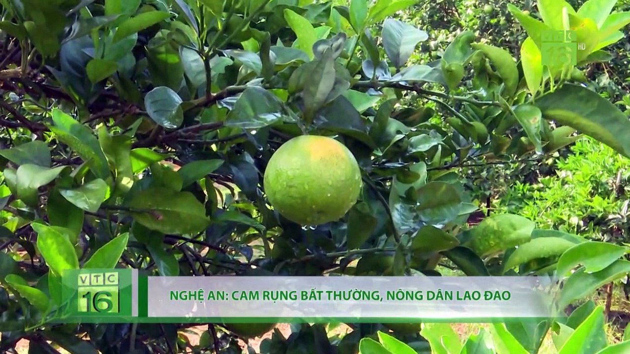 Giá lợn hơi miền Nam tiếp tục giảm | VTC16