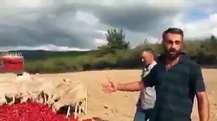 Elinde kalan biberler hayvanlara yem oldu: ''1 TL olan biberleri bile satamadık''