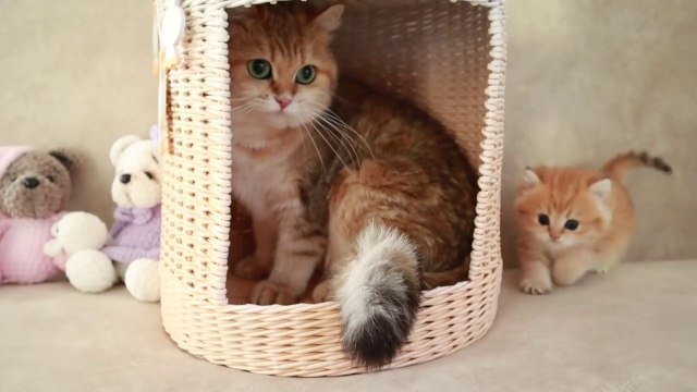 Mom Cat playing and talking to her Cute Meowing baby Kittens