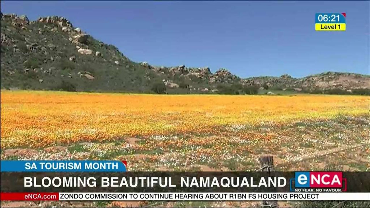 Blooming beautiful Namaqualand