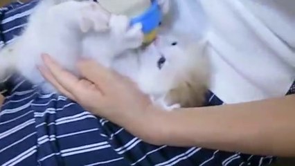 VERY hungry kittens!