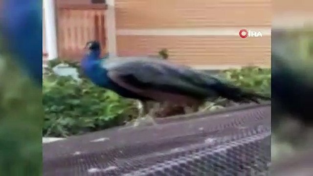 Kaybolan tavus kuşları için seferber oldular