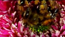 Bees vs Hornets - Incredible Enemies - Amazing Battles