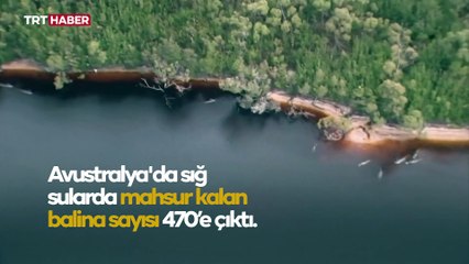 Avustralya'da sığ sularda mahsur kalan balina sayısı 470’e çıktı