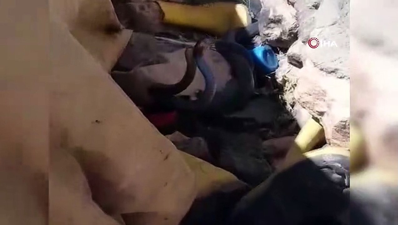 Yılanların çiftleşme dansını çektiler, ölümden...