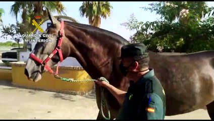 Roban un caballo valorado en 50.000 euros para cobrar una deuda