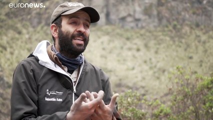 La fértil historia de amor de una pareja de cóndores andinos