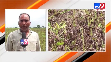 ધરતીપુત્રો પર આફતનો બેવડો માર પહેલા અતિવૃષ્ટિ હવે પાકમાં આવ્યો રોગ | TV9NEWS