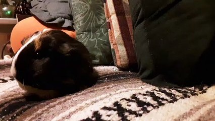 CAVIA PORCELLUS TURMERIC 20191017_121824