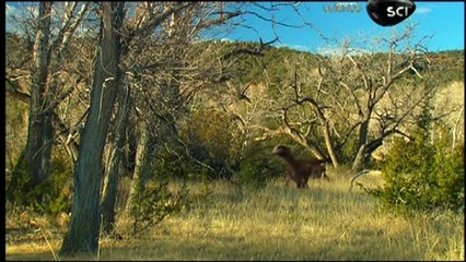 2 - DISCOVERY SCIENCE - PLANETA DINOSSAURO - DAS, O CAÇADOR