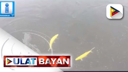 Bangus na may kulay gintong kaliskis, patok sa mga turista sa Dagupan; health protocol, mahigpit na ipinatutupad sa mga nais makita ang mga golden bangus