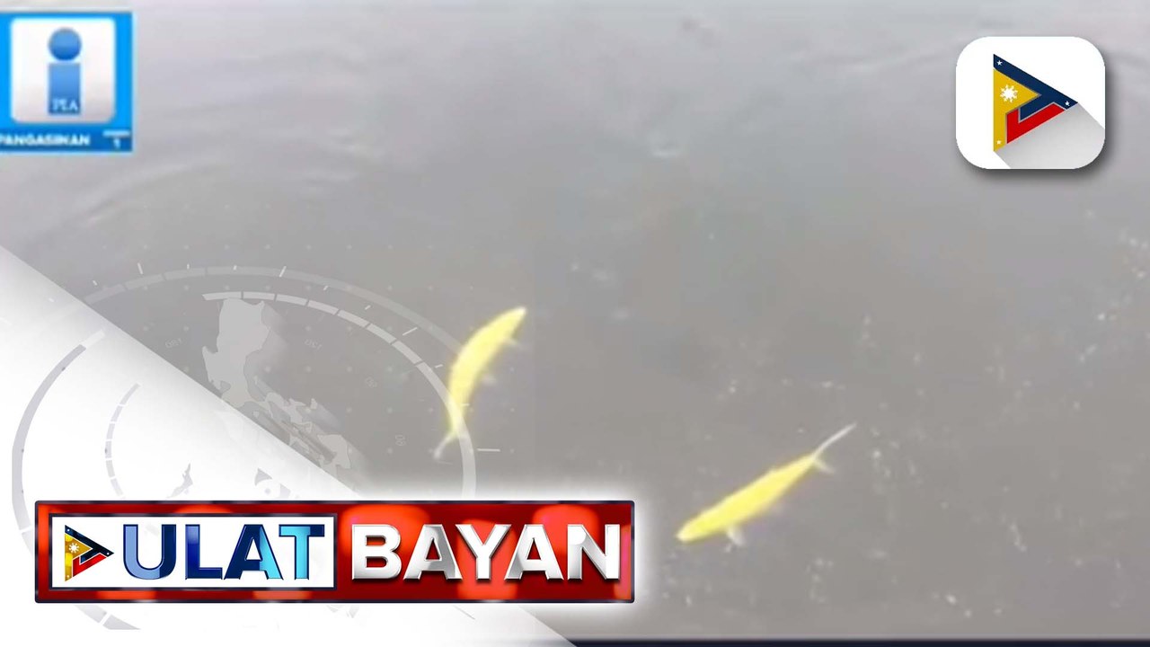 Bangus na may kulay gintong kaliskis, patok sa mga turista sa Dagupan; health protocol, mahigpit na ipinatutupad sa mga nais makita ang mga golden bangus