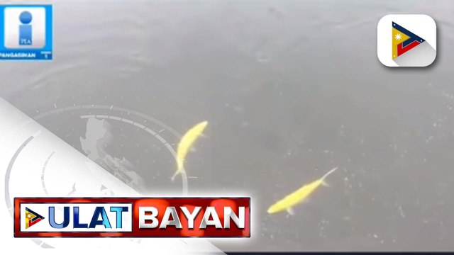 Bangus na may kulay gintong kaliskis, patok sa mga turista sa Dagupan; health protocol, mahigpit na ipinatutupad sa mga nais makita ang mga golden bangus