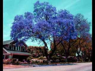 Rhodesia Power and Glory