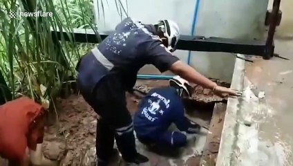Mother dog and five puppies rescued from under flooded house during storm in Thailand