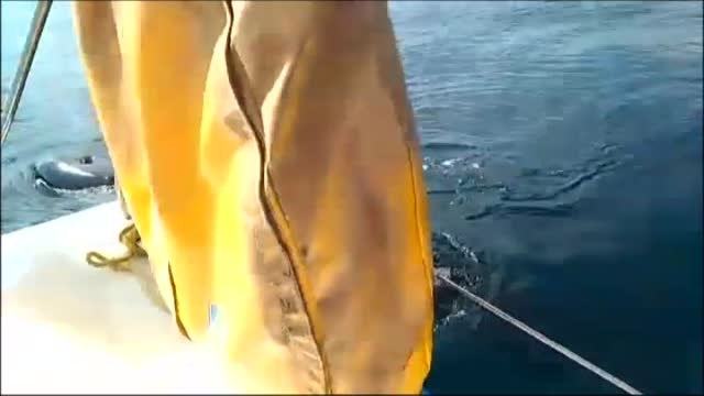 Las orcas continúan atacando a los veleros gallegos