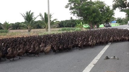 Ducks in Thailand hustle at “work” in rice fields