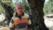Olivicultores gregos queixam-se das alterações climáticas