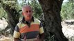 Olivicultores gregos queixam-se das alterações climáticas