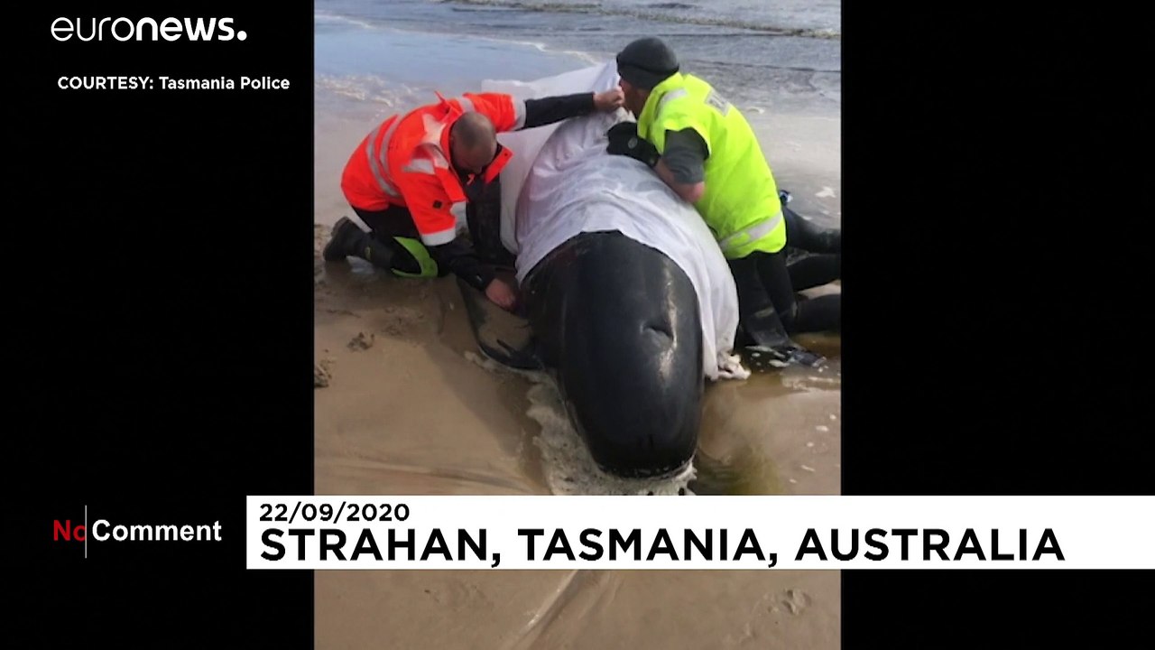 Des cétacés échoués par centaines en Tasmanie