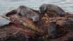 Good News for Everyone: Studies Find That North Carolina’s River Otter Population is Thriving