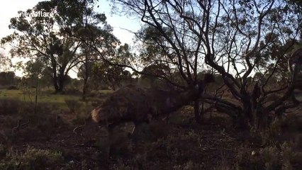Unfazed emu and chicks wander straight through campsite in South Australia