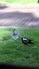Magpies Playing under Sprinkler