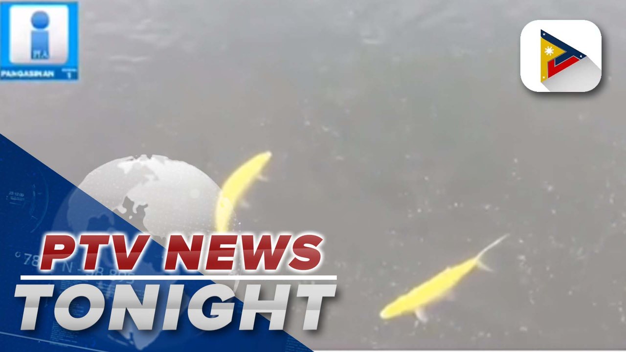 BFAR now in possession of 2 rare golden bangus