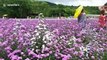 Visitors pose with beautiful purple Margaret flowers in northern Thailand