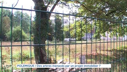 POLEMIQUE / Des arbres menacés par un projet immobilier ?