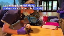 Premier examen médical pour le bébé panda du zoo de Washington