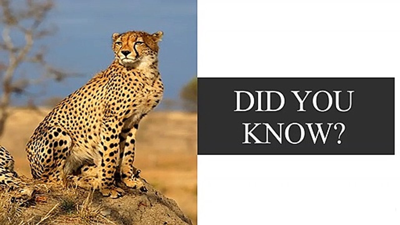 Cheetahs don't overheat while running.