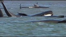 Mueren 380 ballenas varadas en bahía de Australia