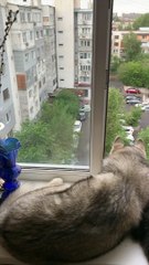 Three Friends Looking Out the Window