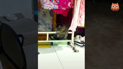 Videos divertidos de gatos y perros