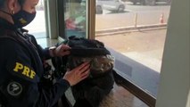 PRF prende jovem transportando 4 kg de maconha 'capulho' na BR-277