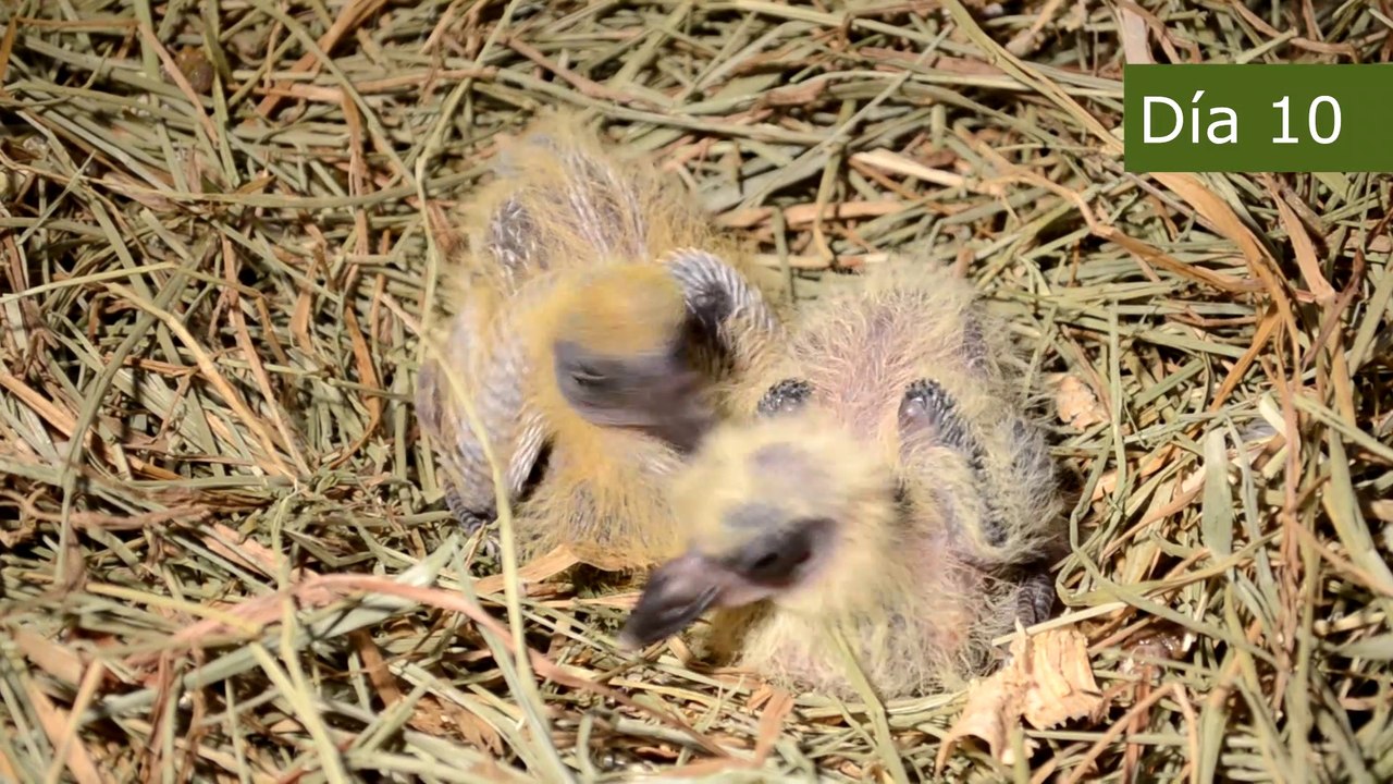 ASÍ CRECE UNA PALOMA DURANTE DOS MESES | EVOLUCIÓN DE CRECIMIENTO DESDE EL NACIMIENTO A LOS 60 DÍAS