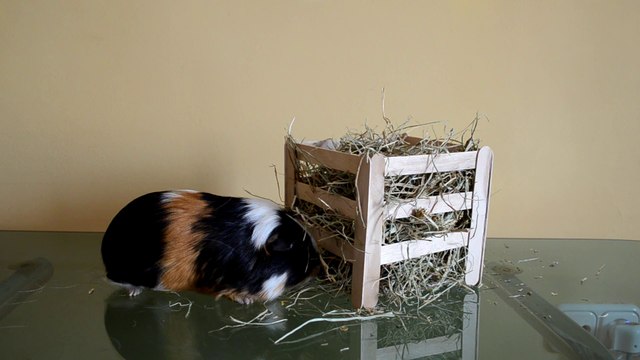 DIY HENERA CUADRADA CON ABATELENGUAS PARA COBAYAS, CONEJOS Y CHINCHILLAS |HACER UNA HENERA CASERA