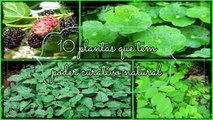 10 plantas que tem poder curativo natural