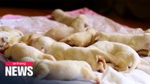 Georgian Shepherd gives birth to 17 puppies