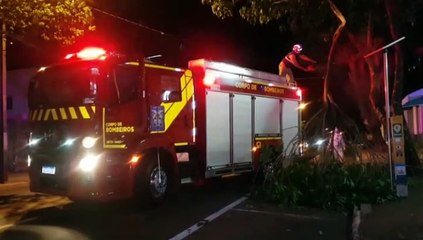 Galho de árvore cai e atinge fiação no Centro