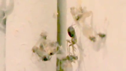 Aranha cuspideira capturando mosquito, Spitting spider catching mosquito.(Scytodes thoracica)