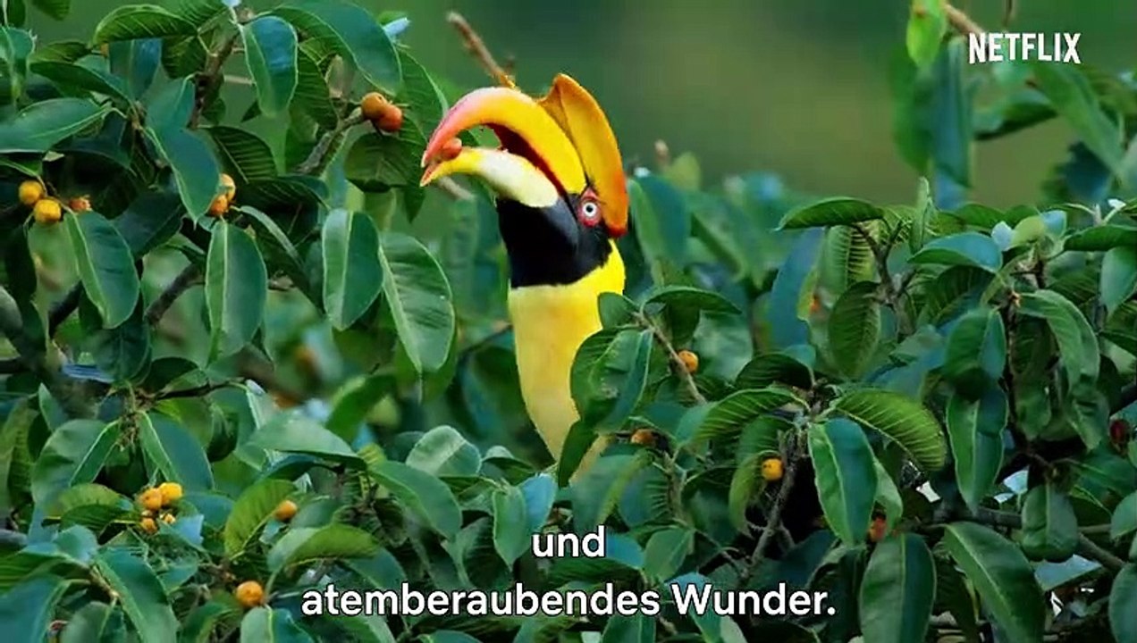 David Attenborough Mein Leben auf unserem Planeten Film Trailer