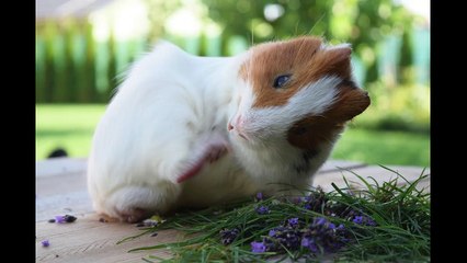 English Synonyms and Antonyms, Section 61: State to Subvert