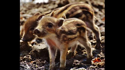 English Synonyms and Antonyms, Section 32: Habit to Harvest