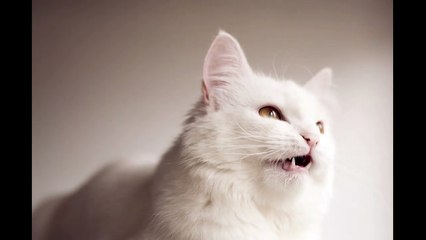 English Synonyms and Antonyms, Section 33: Hatred to High