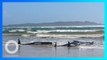 Sekitar 270 Paus terdampar di pesisir pantai Tasmania Australia - TomoNews