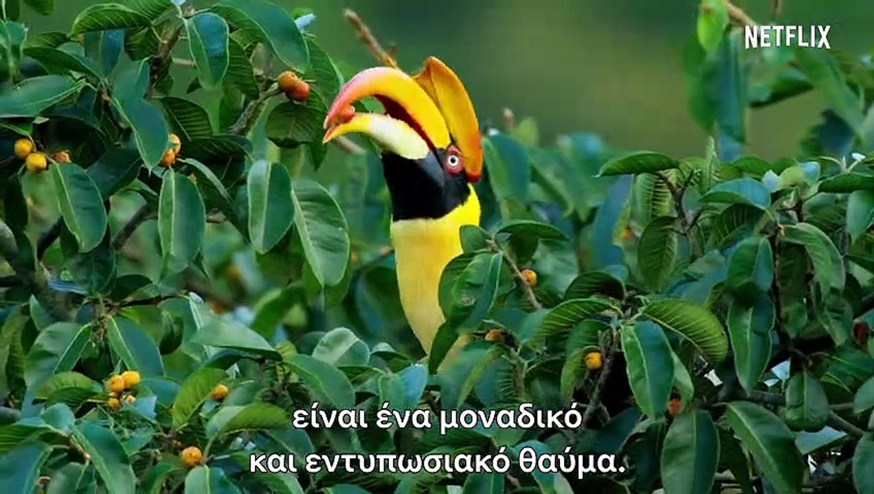 Ντέιβιντ Ατένμπορο: Η Ζωή στον Πλανήτη μας